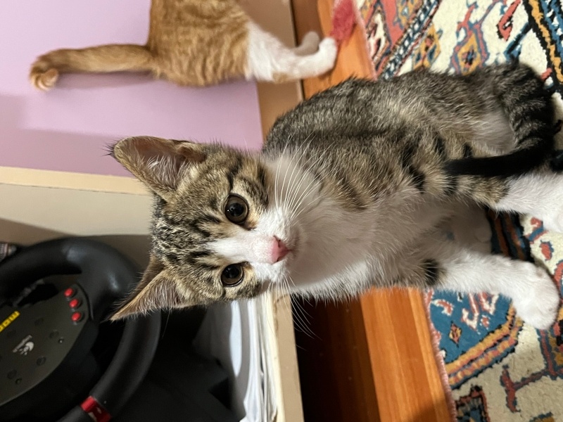 Tekir Kedi, Kedi  Yavru kedilerim fotoğrafı