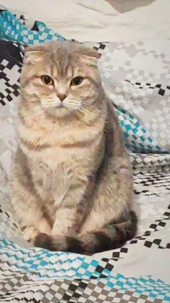 Scottish Fold, Kedi  Poppy fotoğrafı