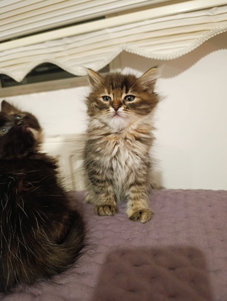 Tekir Kedi, Kedi  Luna fotoğrafı