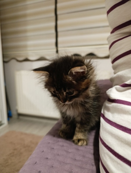 Tekir Kedi, Kedi  Luna fotoğrafı
