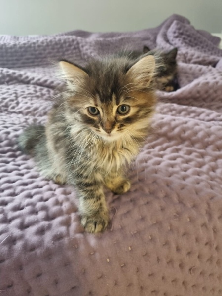 Tekir Kedi, Kedi  Luna fotoğrafı