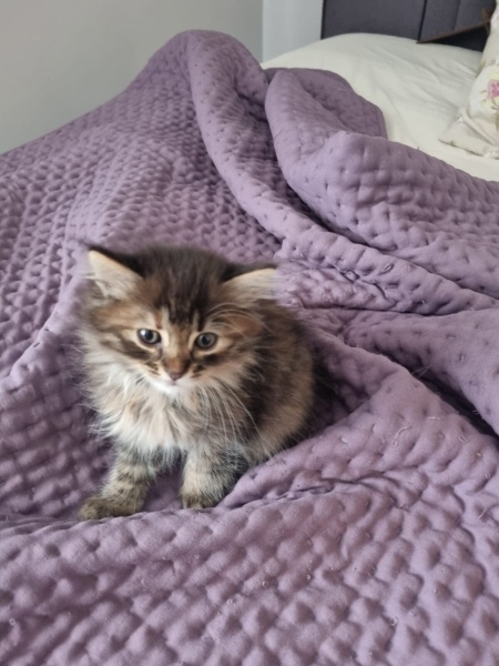 Tekir Kedi, Kedi  Luna fotoğrafı