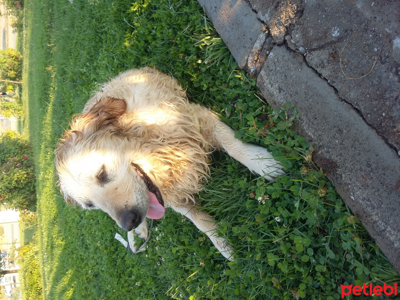 Golden Retriever, Köpek  Hera fotoğrafı