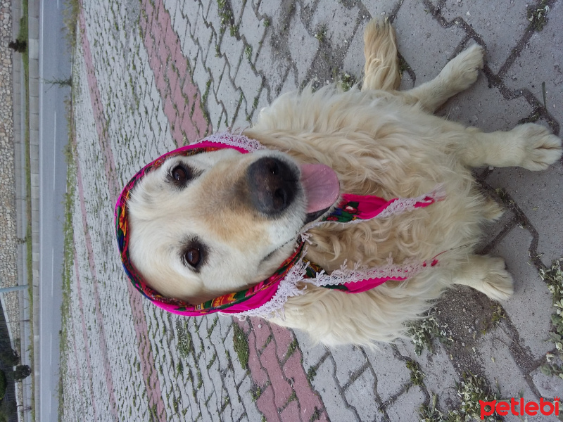 Golden Retriever, Köpek  Hera fotoğrafı