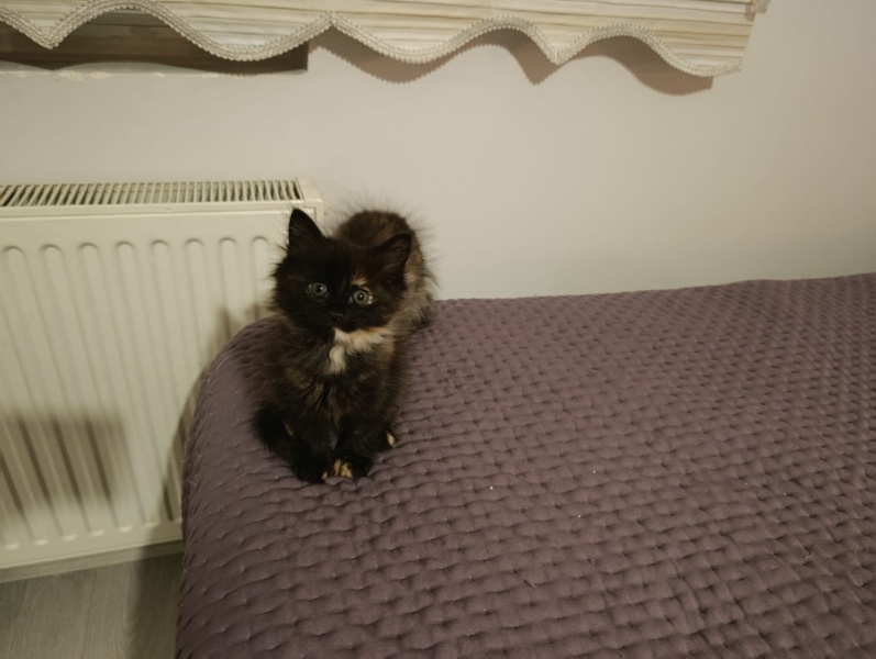 Tekir Kedi, Kedi  Merkür fotoğrafı