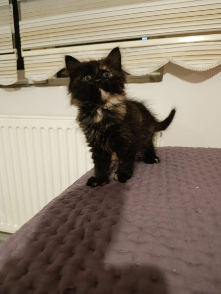 Tekir Kedi, Kedi  Merkür fotoğrafı