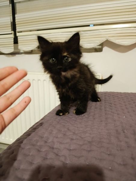 Tekir Kedi, Kedi  Merkür fotoğrafı