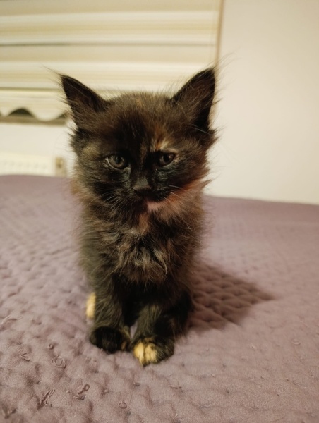 Tekir Kedi, Kedi  Merkür fotoğrafı