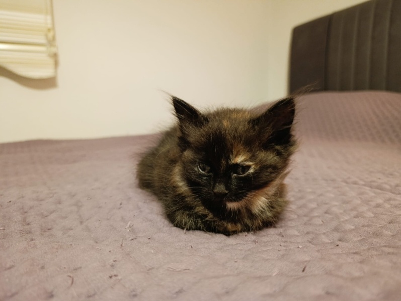 Tekir Kedi, Kedi  Merkür fotoğrafı