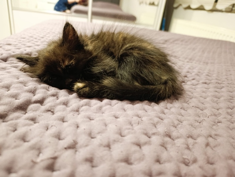 Tekir Kedi, Kedi  Merkür fotoğrafı