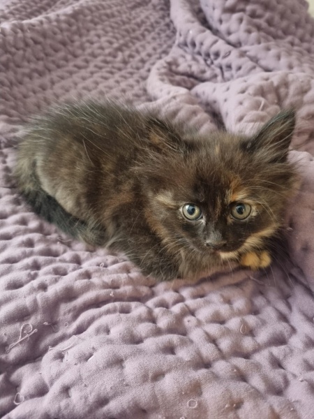 Tekir Kedi, Kedi  Merkür fotoğrafı