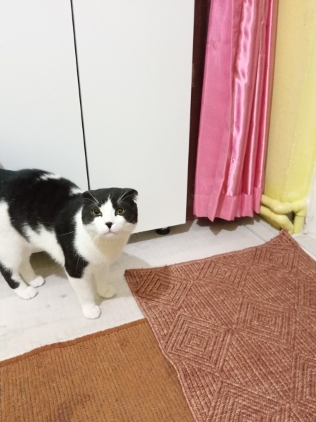 Scottish Fold, Kedi  Oğluş fotoğrafı