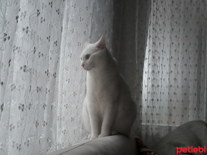Van Kedisi, Kedi  Mayla fotoğrafı