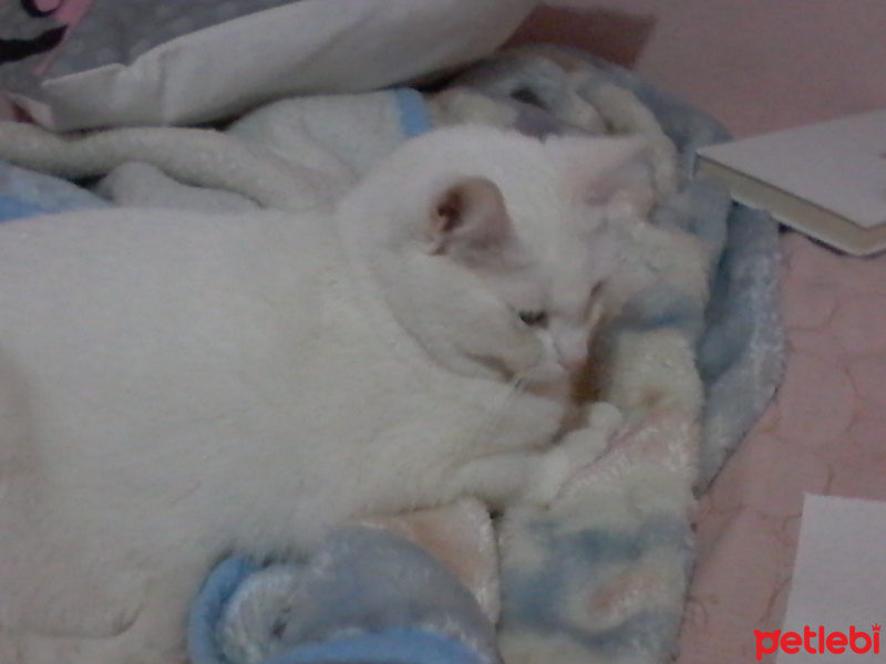 Van Kedisi, Kedi  Mayla fotoğrafı