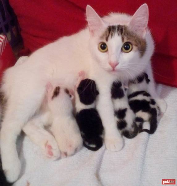 Van Kedisi, Kedi  Minnos fotoğrafı