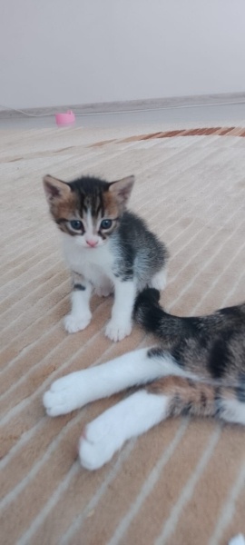 Tekir Kedi, Kedi  Şeker fotoğrafı