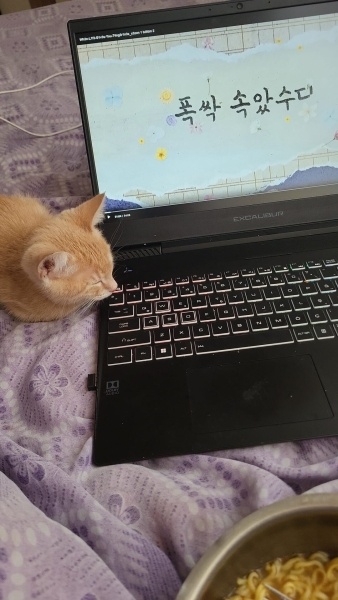 Sarman, Kedi  Kedo fotoğrafı