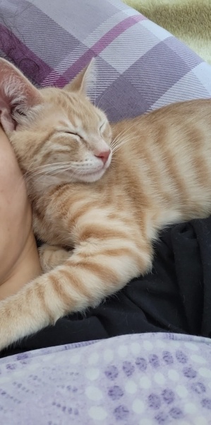Sarman, Kedi  Kedo fotoğrafı
