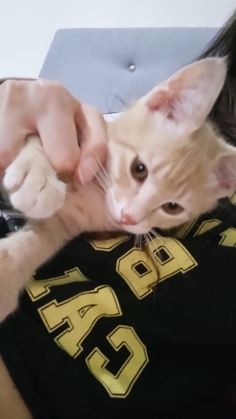 Sarman, Kedi  Kedo fotoğrafı