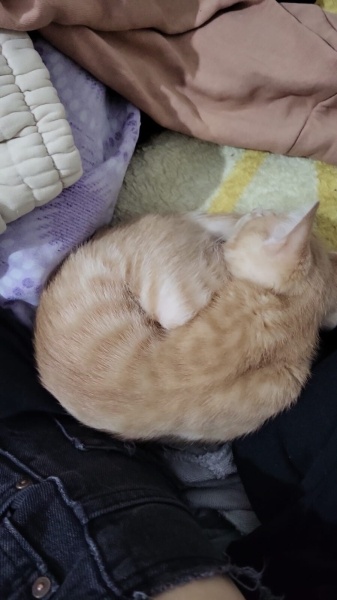Sarman, Kedi  Kedo fotoğrafı