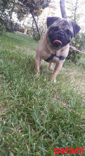 Pug, Köpek  melo fotoğrafı
