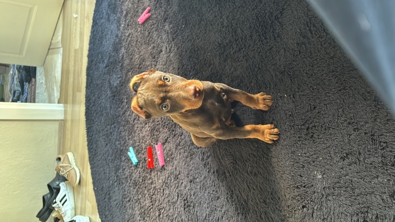 Doberman Pinscher, Köpek  Alex fotoğrafı