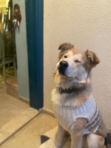 Akita İnu, Köpek  Lokum fotoğrafı