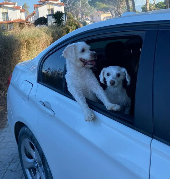 Maltese, Köpek  Şirin - Viski fotoğrafı