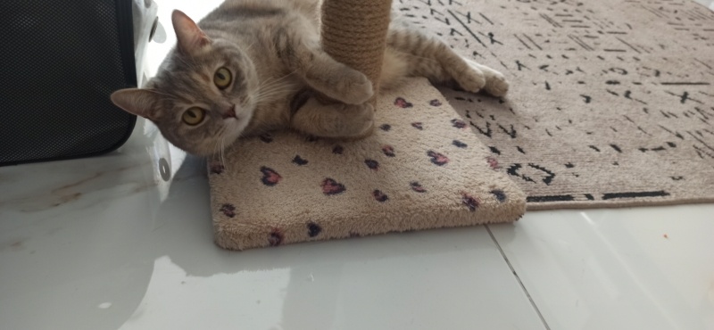 British Shorthair, Kedi  Asel fotoğrafı