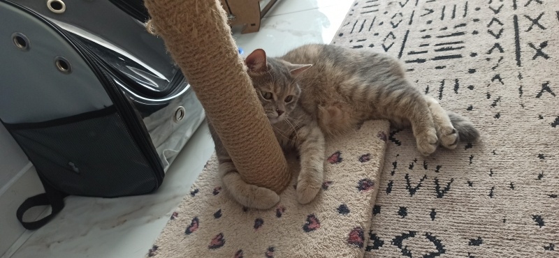 British Shorthair, Kedi  Asel fotoğrafı