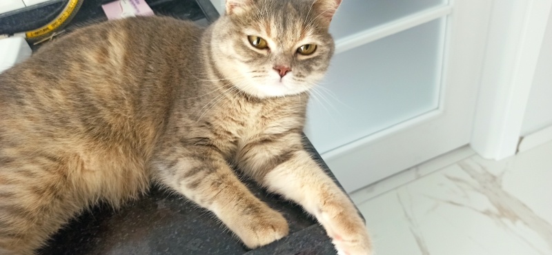 British Shorthair, Kedi  Asel fotoğrafı