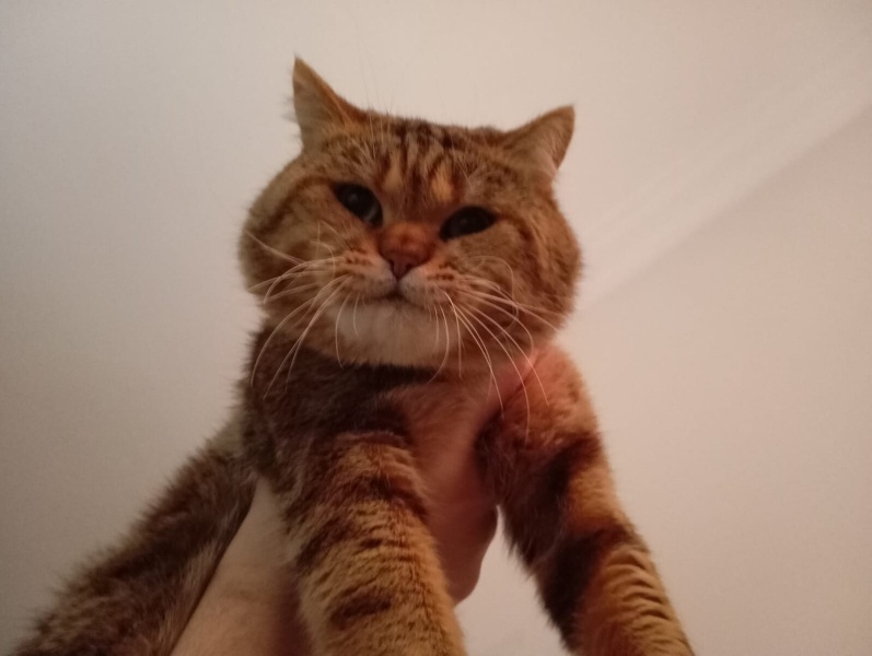 Tekir Kedi, Kedi  pati fotoğrafı