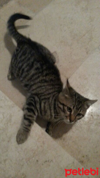 Tekir Kedi, Kedi  Kısa tüylü fotoğrafı