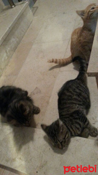 Tekir Kedi, Kedi  Kısa tüylü fotoğrafı