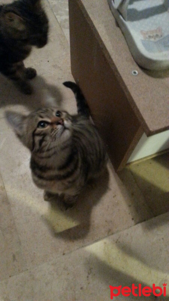 Tekir Kedi, Kedi  Kısa tüylü fotoğrafı