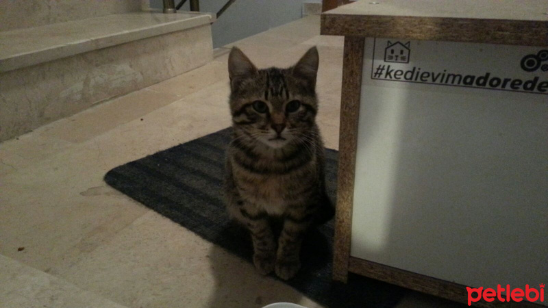 Tekir Kedi, Kedi  Kısa tüylü fotoğrafı