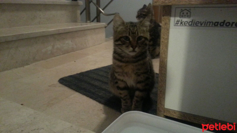 Tekir Kedi, Kedi  Kısa tüylü fotoğrafı
