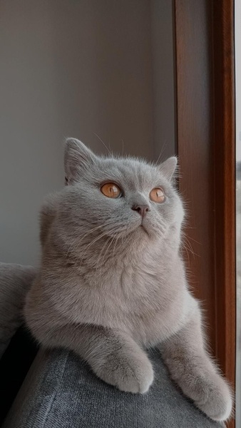 British Longhair, Kedi  Cabbar fotoğrafı