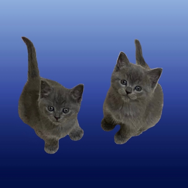 British Shorthair, Kedi  Zara’mın yavruları fotoğrafı