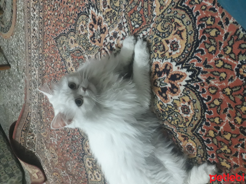 İran Kedisi (Persian), Kedi  Sütlaç fotoğrafı