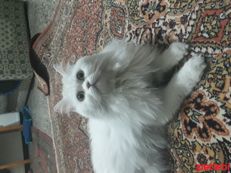 İran Kedisi (Persian), Kedi  Sütlaç fotoğrafı