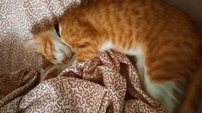 Sarman, Kedi  Cedric fotoğrafı