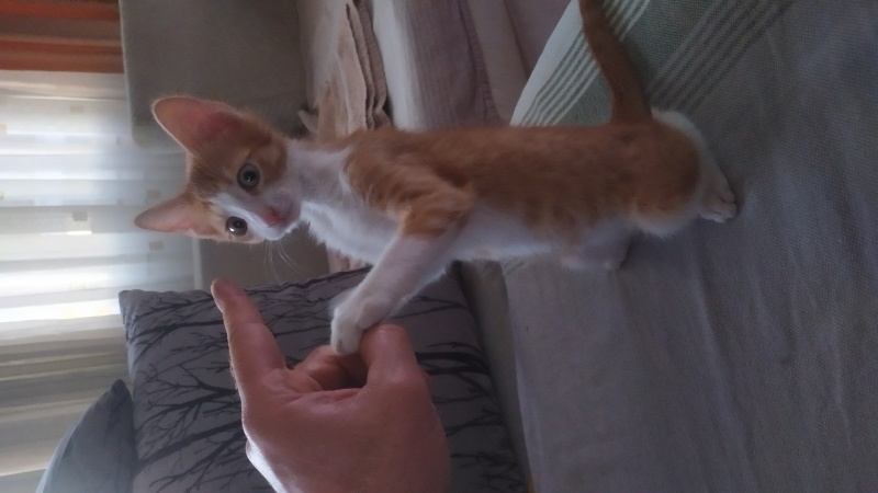 Sarman, Kedi  Cedric fotoğrafı