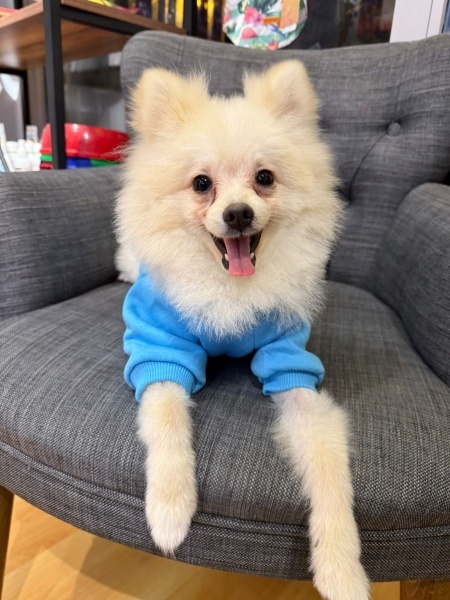 Pomeranyalı, Köpek  Rudy fotoğrafı