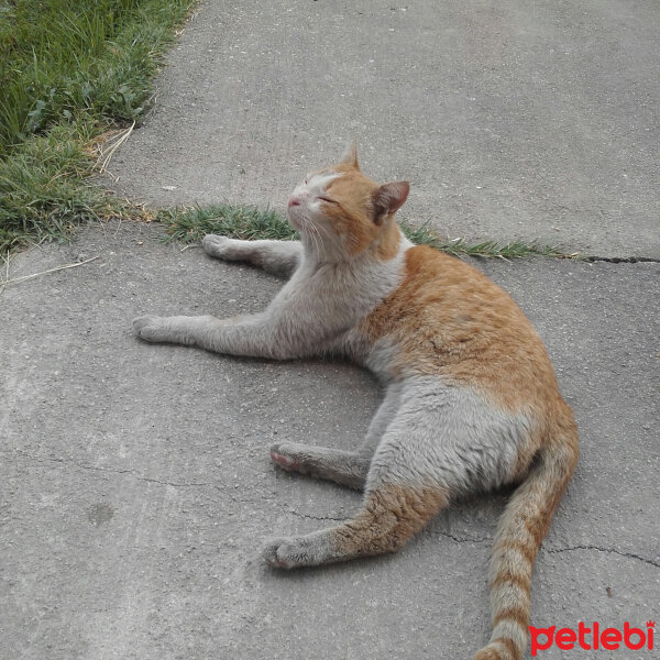 Tekir Kedi, Kedi  Pistan fotoğrafı