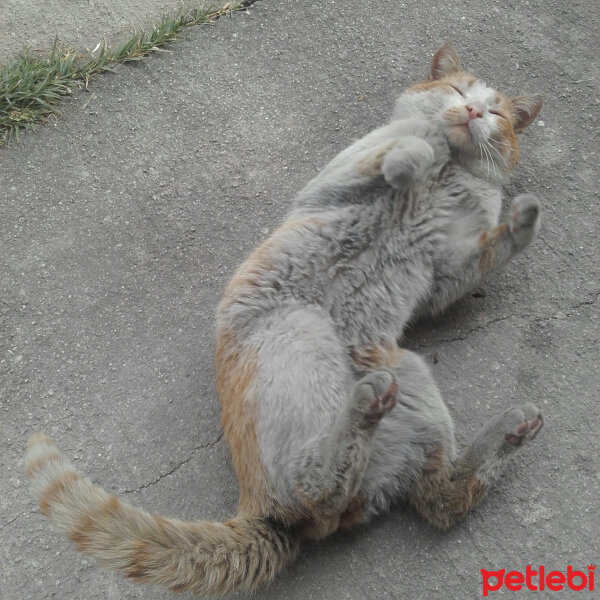 Tekir Kedi, Kedi  Pistan fotoğrafı