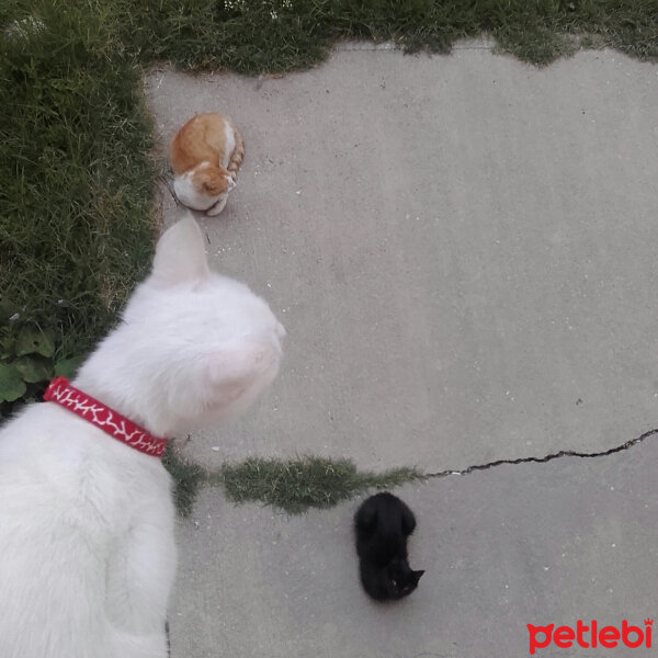 Tekir Kedi, Kedi  Pistan fotoğrafı