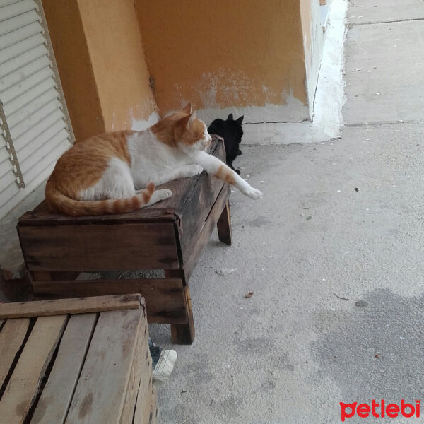 Tekir Kedi, Kedi  Pistan fotoğrafı