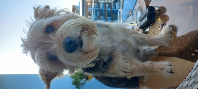 Yorkshire Terrier, Köpek  Leo fotoğrafı