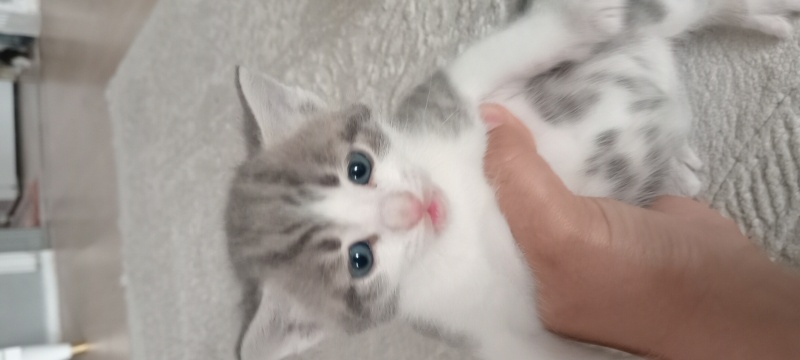 British Shorthair, Kedi  Yavru kediler fotoğrafı